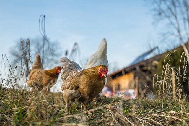 remedios caseros para gallinas con diarrea