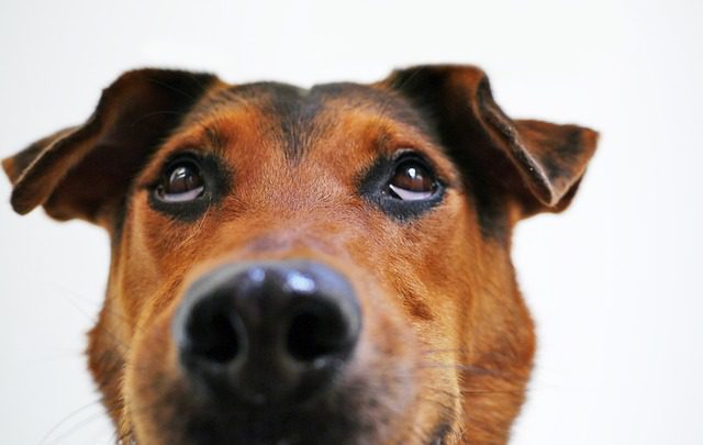 remedios caseros para ojo seco en perros remedios caseros para ojo seco en perros