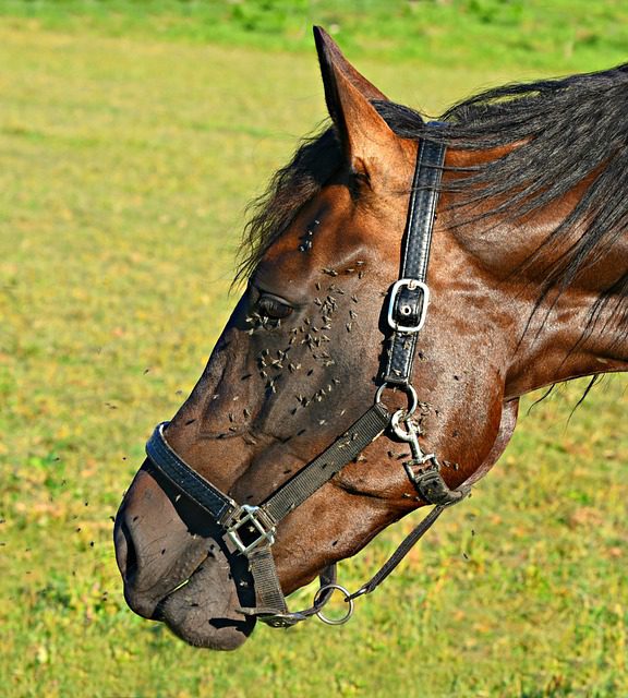 moscas en los caballos remedio casero para las moscas en los caballos