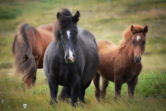 remedios caseros para colicos de caballos