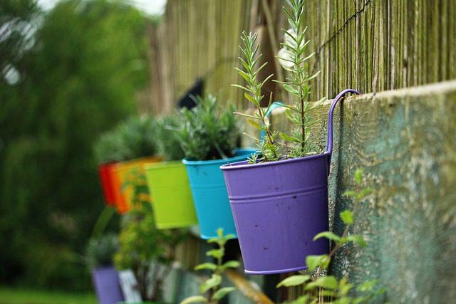 Cómo hacer florecer tus plantas con remedios caseros Cómo hacer florecer tus plantas con remedios caseros