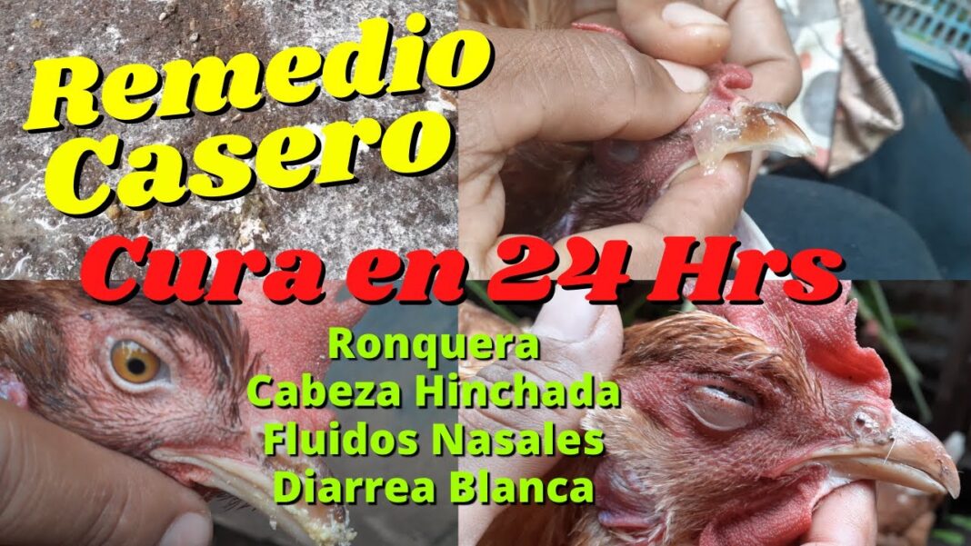 remedio-casero-para-gallinas-enfermas