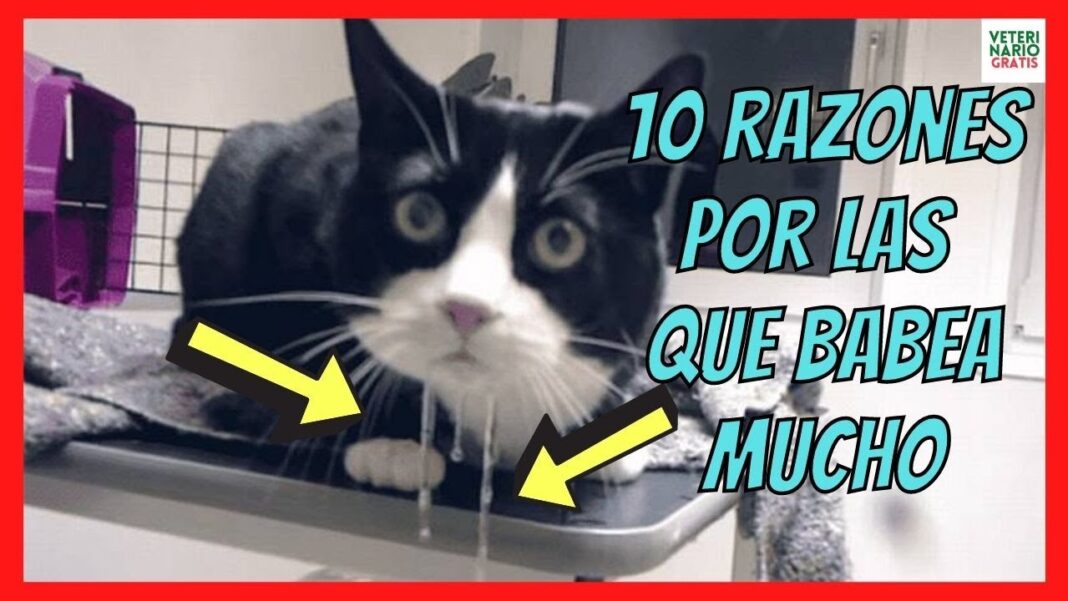 remedio-casero-para-gato-que-babea