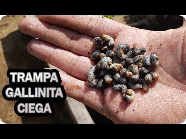 remedio-casero-para-la-gallina-ciega