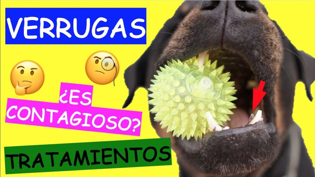 remedios-caseros-para-eliminar-verrugas-en-perros