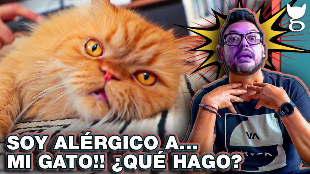 remedios-caseros-para-la-alergia-a-los-gatos