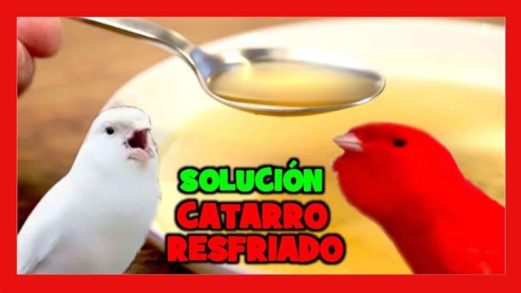 remedios-caseros-para-la-gripe-de-loros