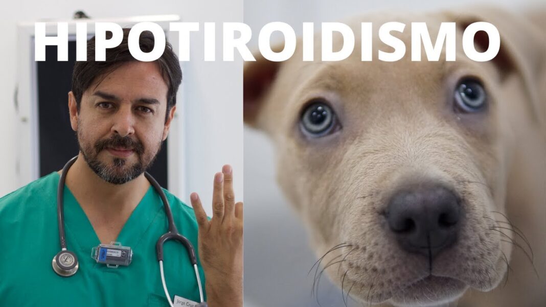 remedios-caseros-para-la-tiroides-en-perros