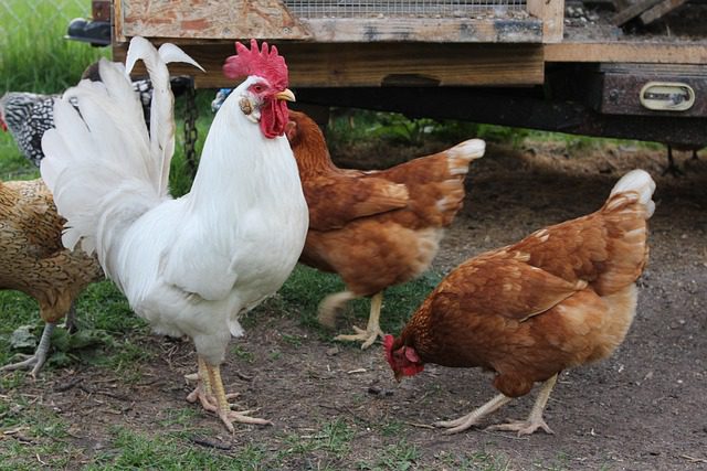 remedios caseros para que las gallinas pongan remedios caseros para que las gallinas pongan