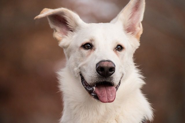 remedios caseros para foliculitis en perros