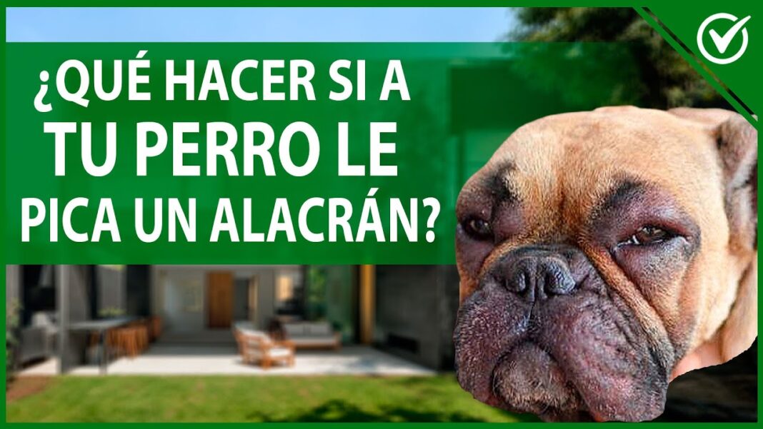 a-mi-perro-le-pico-un-alacran-remedios-caseros