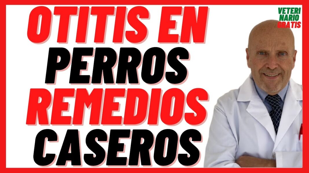 como-curar-otitis-en-perros-remedios-caseros