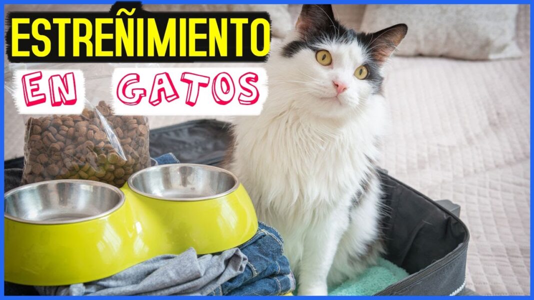 estrenimiento-en-gatos-remedios-caseros