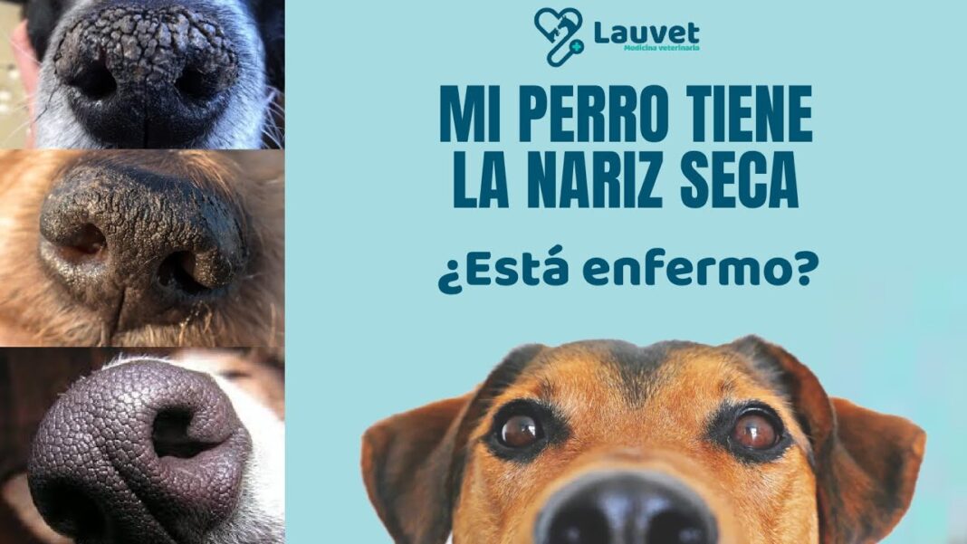 mi-perro-tiene-la-nariz-seca-remedios-caseros