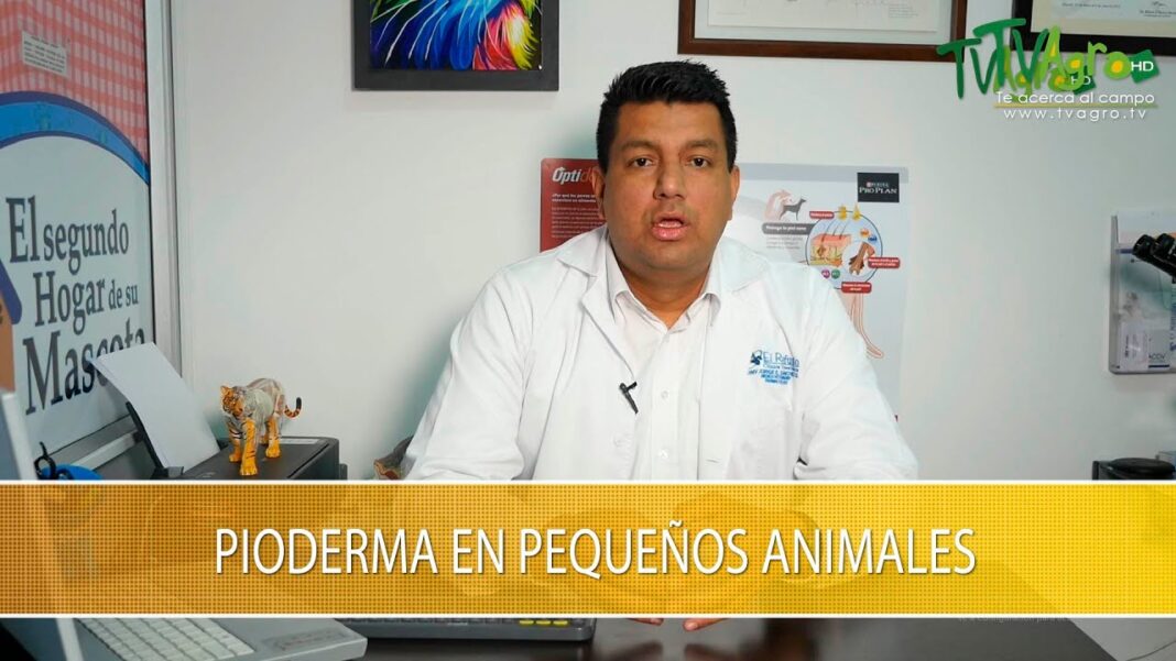 pioderma-en-perros-remedios-caseros
