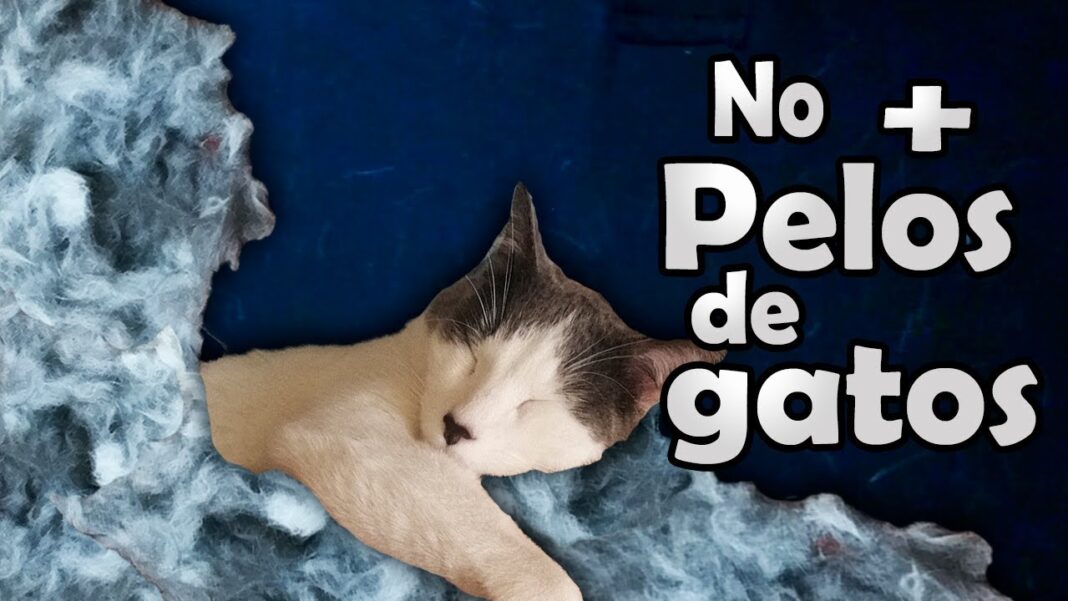 remedio-casero-para-la-caida-de-pelo-de-mi-gato