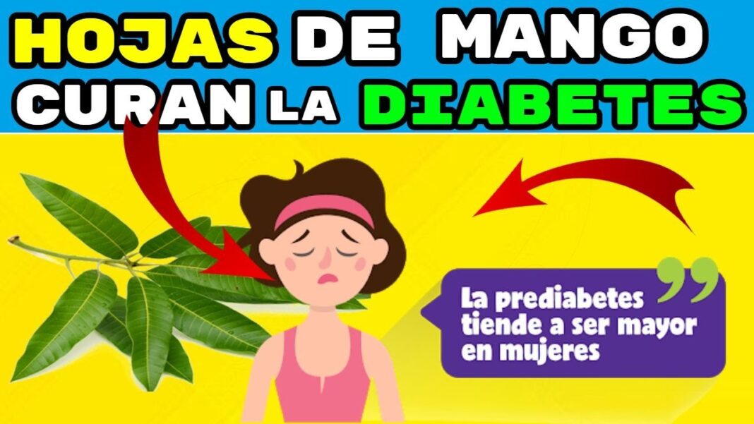 remedio-casero-para-la-diabetes-con-hojas-de-mango