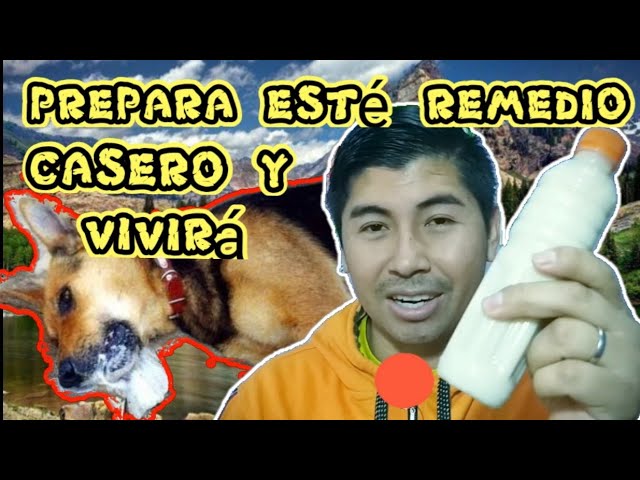 remedio-casero-para-un-perro-envenenado