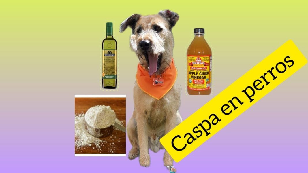 remedios-caseros-para-caspa-en-perros