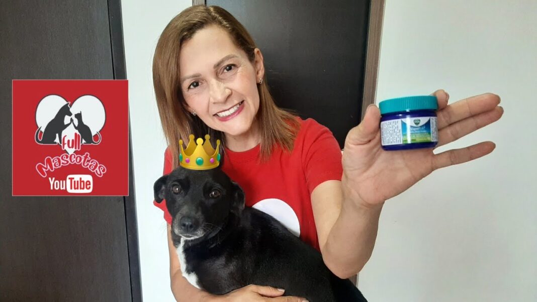 remedios-caseros-para-cortar-el-celo-de-una-perra