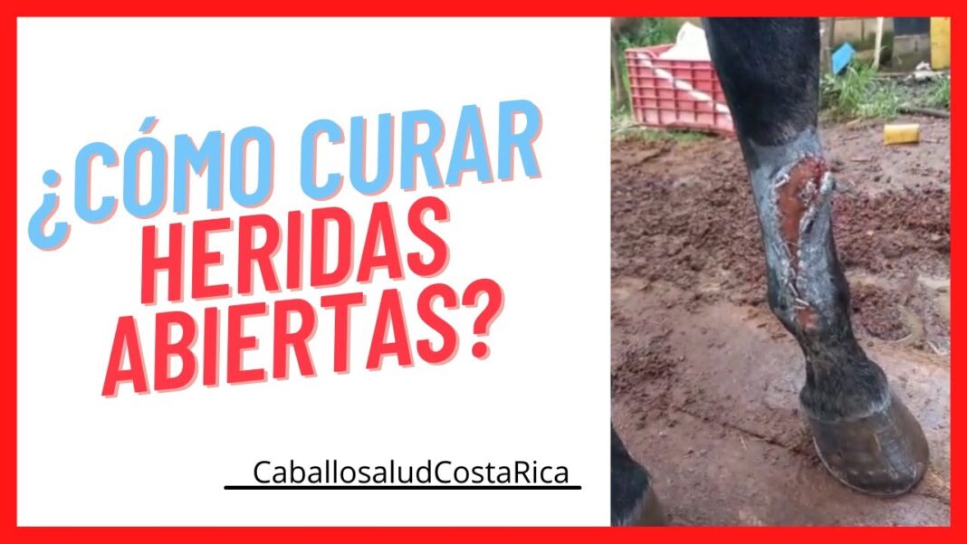 remedios-caseros-para-curar-heridas-en-caballos