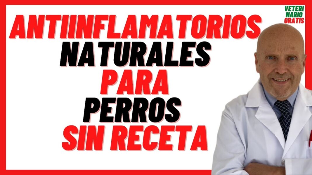 remedios-caseros-para-desinflamar-la-pata-de-un-perro
