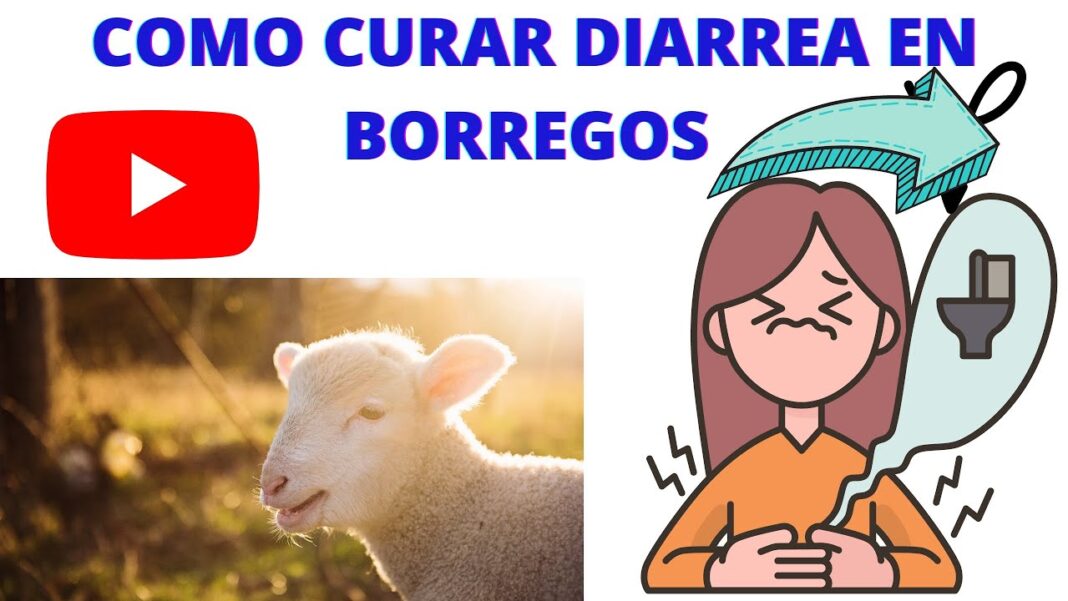 remedios-caseros-para-diarrea-de-corderos