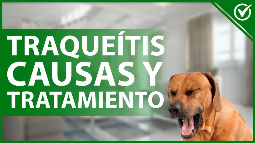remedios-caseros-para-el-colapso-traqueal-en-perros