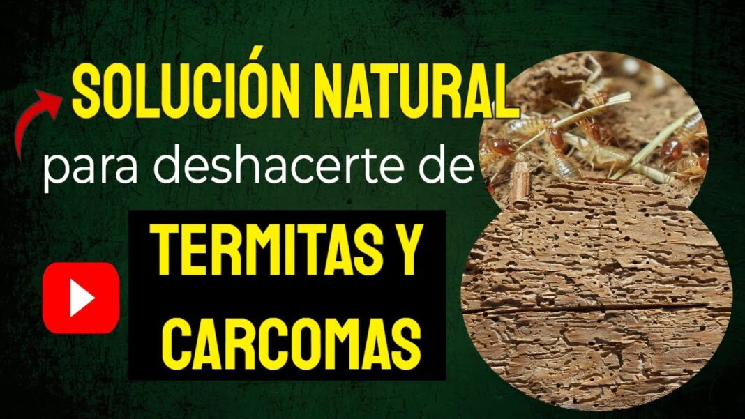 remedios-caseros-para-eliminar-termitas