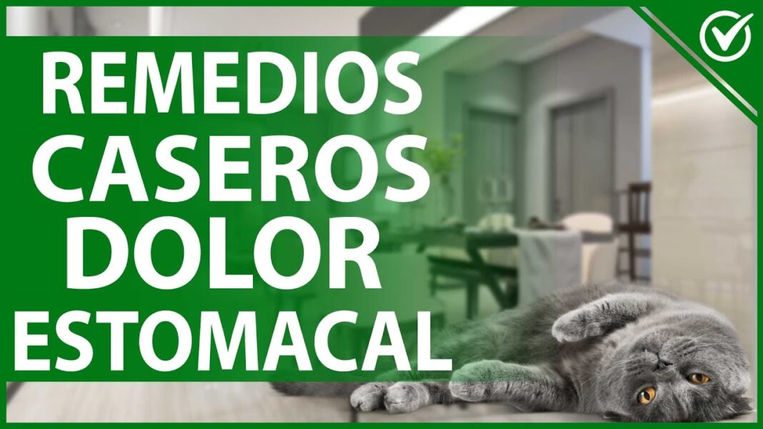 remedios-caseros-para-gatos-enfermos-del-estomago