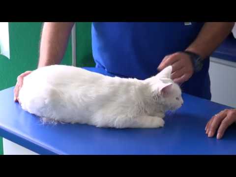 remedios-caseros-para-infeccion-de-orina-en-gatos