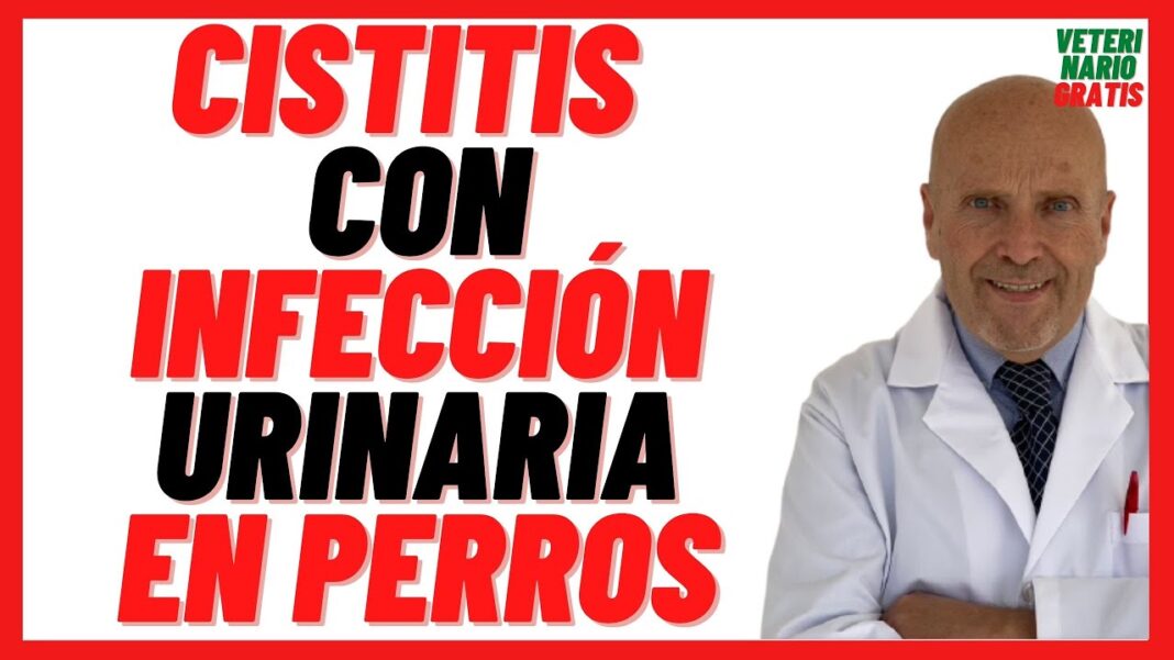 remedios-caseros-para-la-cistitis-en-perros