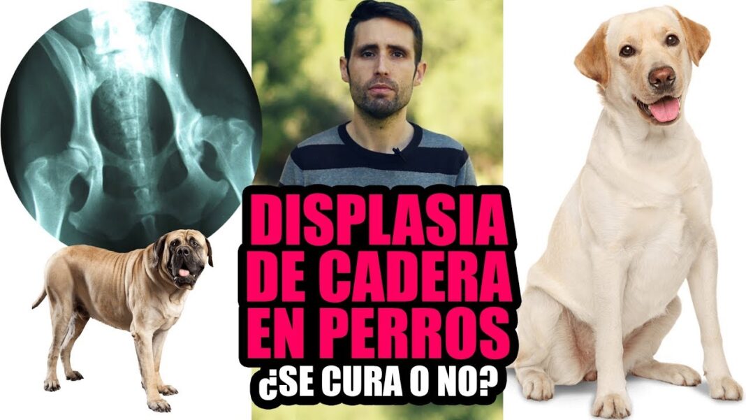 remedios-caseros-para-la-displasia-de-cadera-en-perros