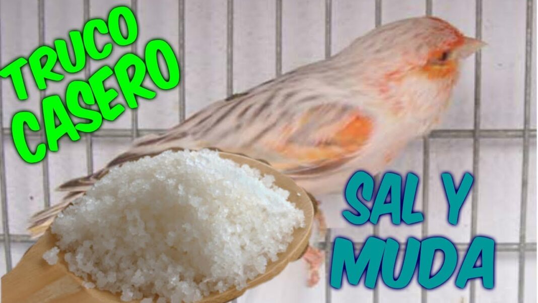 remedios-caseros-para-la-muda-de-los-canarios