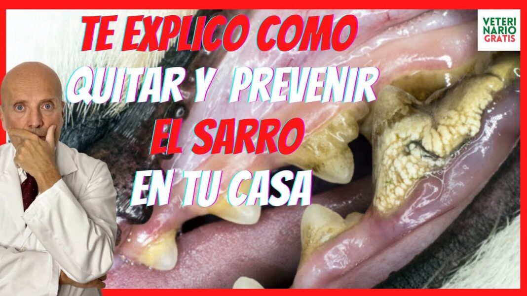 remedios-caseros-para-limpiar-los-dientes-de-mi-perro