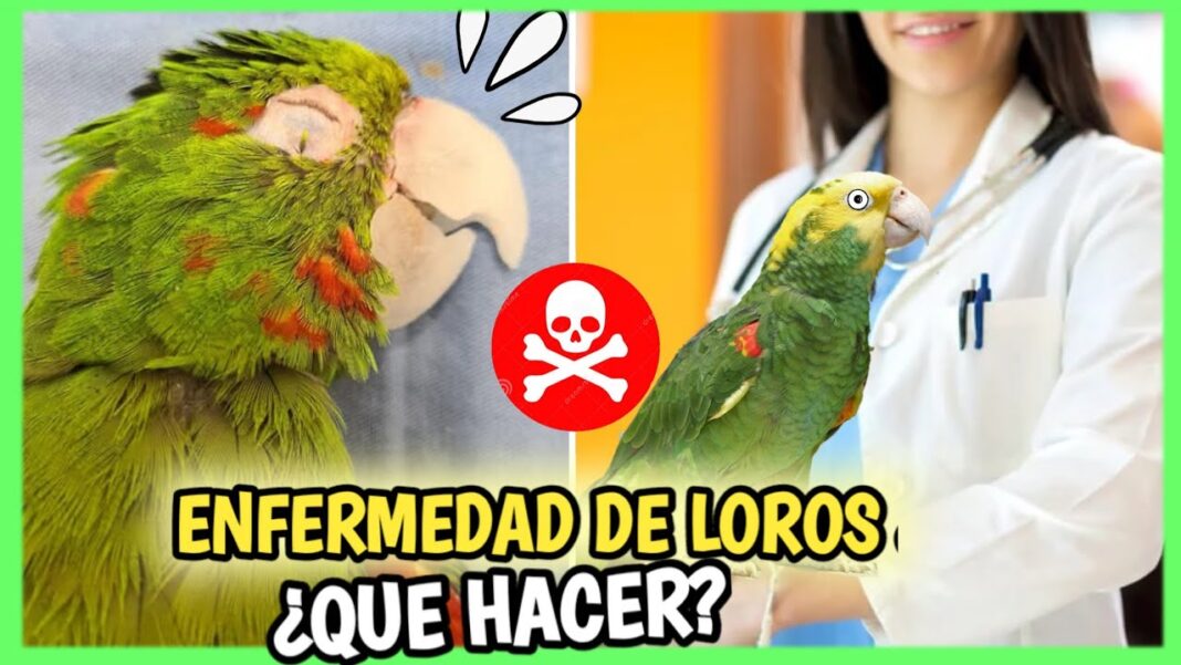 remedios-caseros-para-loros-enfermos