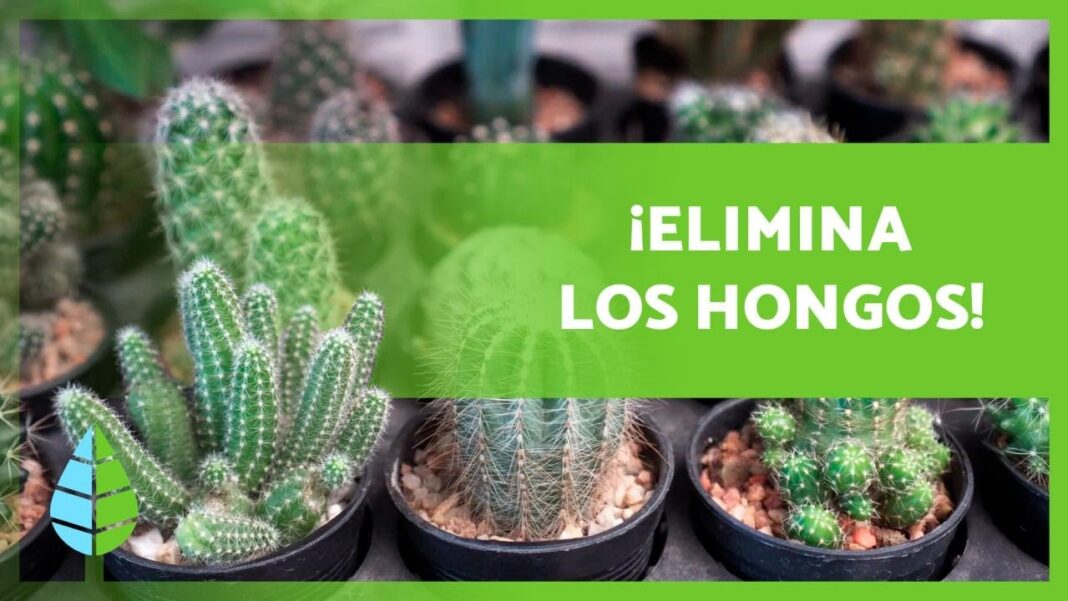 remedios-caseros-para-los-cactus