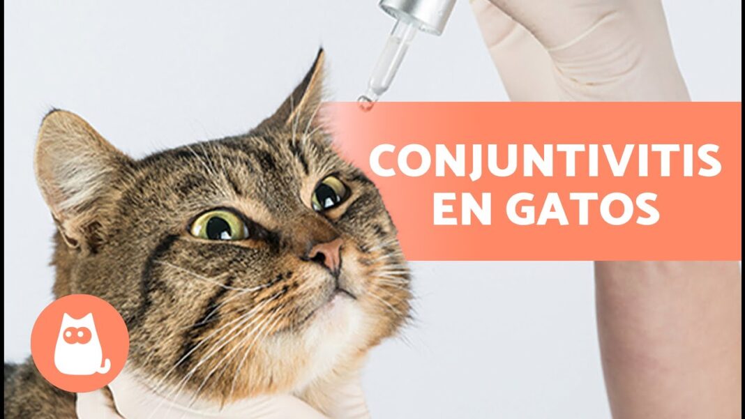 remedios-caseros-para-ojos-llorosos-en-gatos