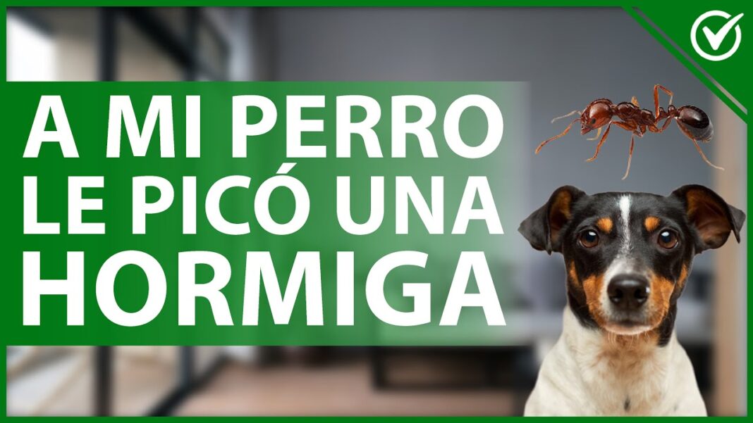 remedios-caseros-para-picaduras-de-hormigas-en-perros