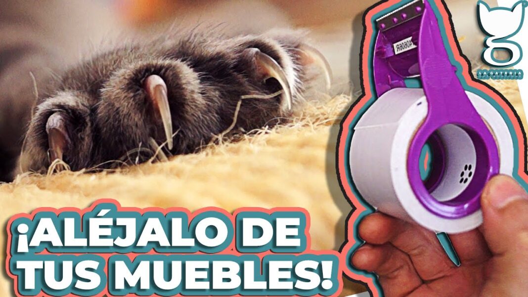 remedios-caseros-para-que-los-gatos-no-aranen-el-sofa