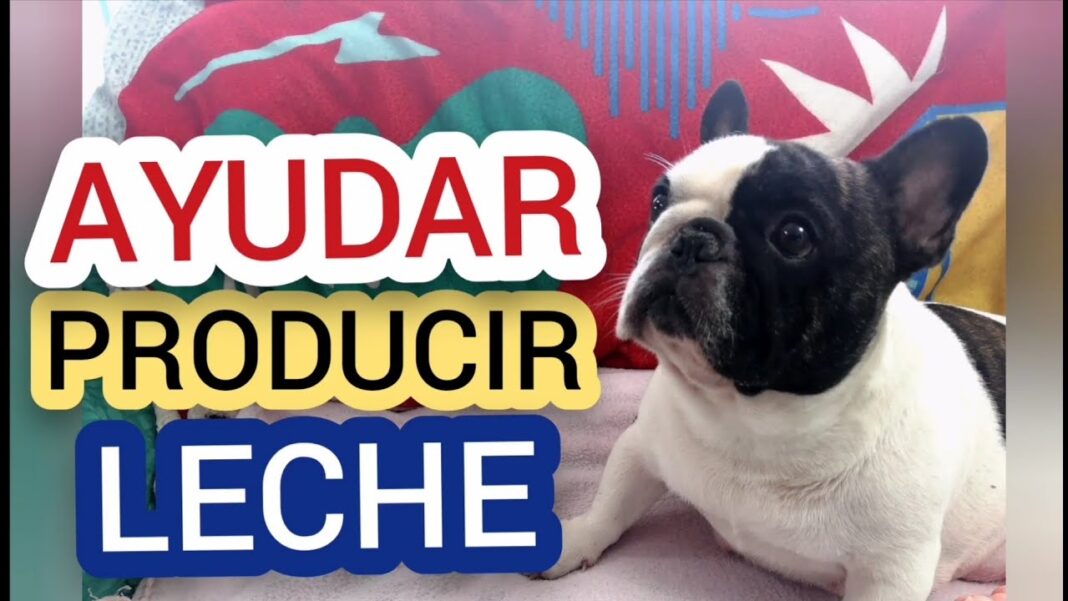 remedios-caseros-para-que-mi-perra-produzca-mas-leche