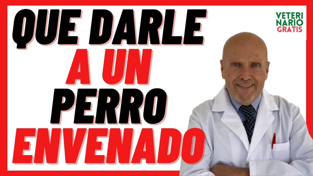 remedios-caseros-para-un-perro-envenenado