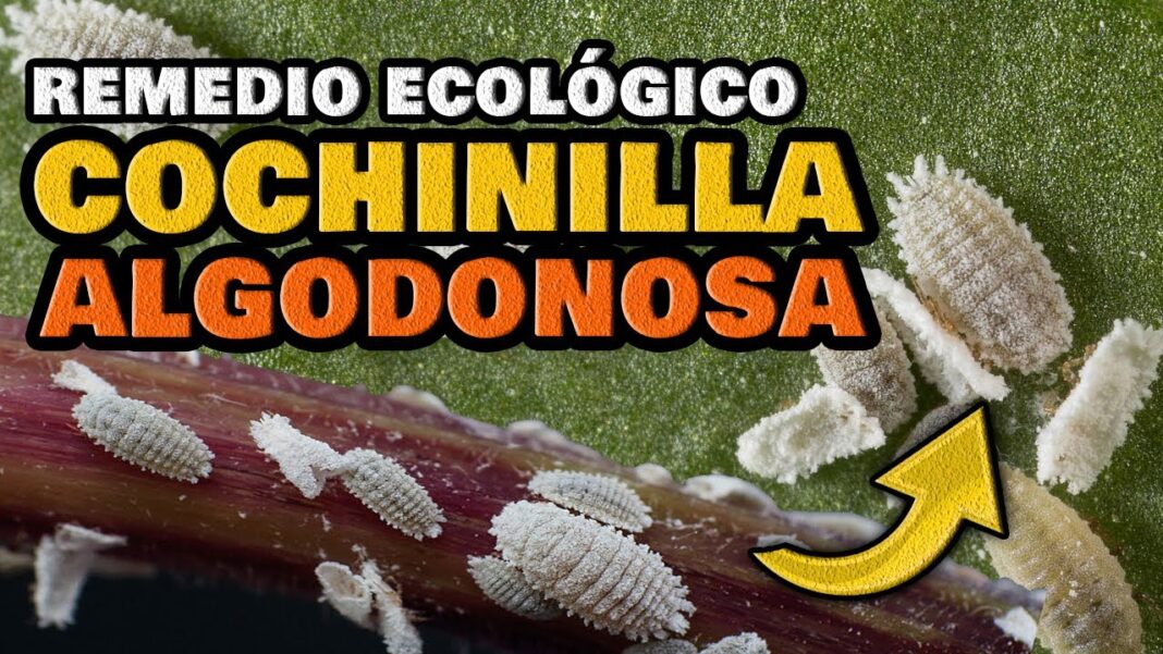 cochinilla-algodonosa-remedios-caseros