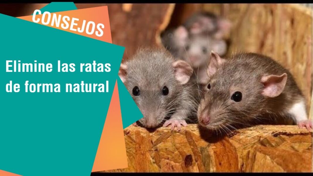 como-eliminar-las-ratas-de-mi-casa-remedios-caseros