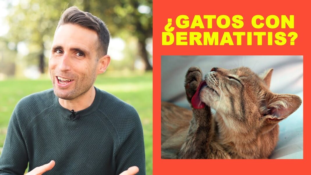 dermatitis-miliar-felina-remedios-caseros