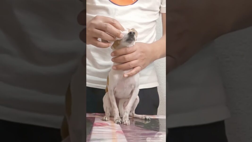 infeccion-de-ojos-en-perros-remedios-caseros