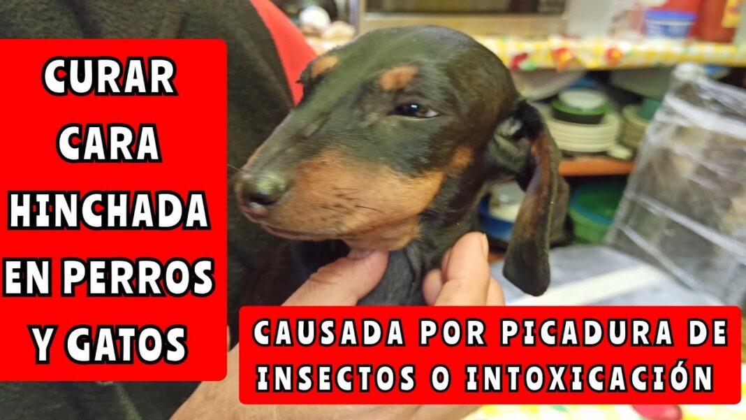mi-perro-tiene-la-cara-hinchada-remedio-casero