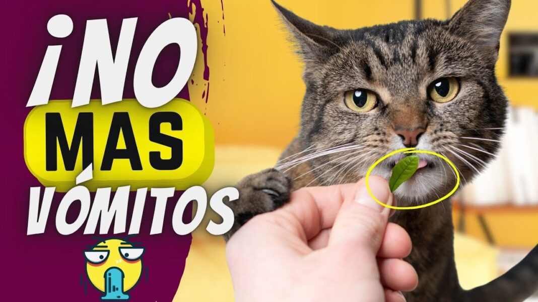 remedio-casero-para-gato-con-vomito