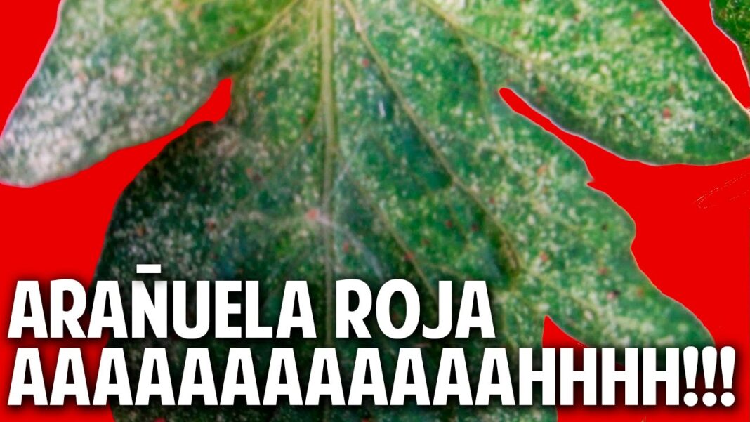 remedio-casero-para-la-arana-roja