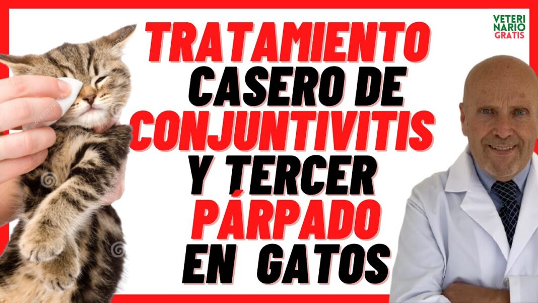 remedio-casero-para-la-conjuntivitis-en-gatos